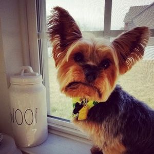 Meet your Posher, Steven